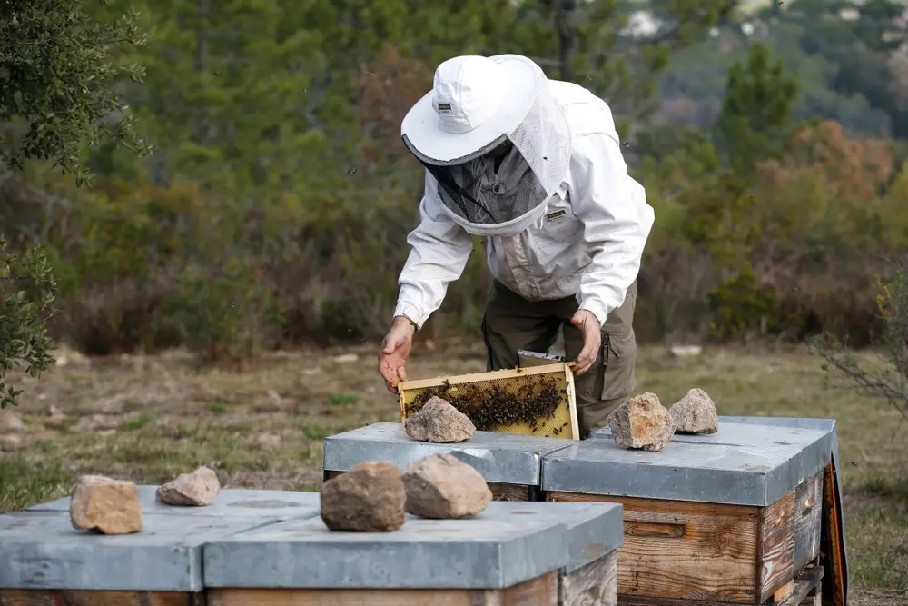 Le frelon asiatique ou le tueur d'abeilles qui menace le miel européen  - Euractiv FR