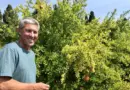 "Le grenadier est peu gourmand en haut et surtout très robuste !" : face au changement climatique, les viticulteurs gardois s’adaptent en diversifiant leurs cultures