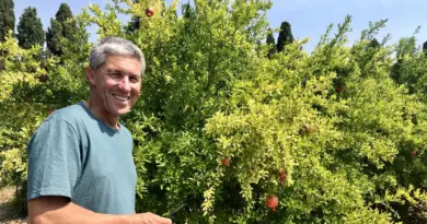 "Le grenadier est peu gourmand en haut et surtout très robuste !" : face au changement climatique, les viticulteurs gardois s’adaptent en diversifiant leurs cultures