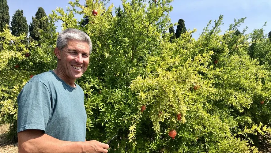 "Le grenadier est peu gourmand en haut et surtout très robuste !" : face au changement climatique, les viticulteurs gardois s’adaptent en diversifiant leurs cultures