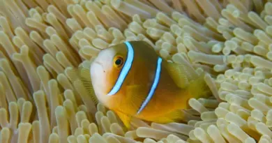 Le poisson-clown ma’ohi reconnu comme une espèce à part entière