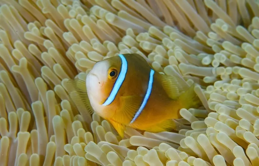 Le poisson-clown ma’ohi reconnu comme une espèce à part entière