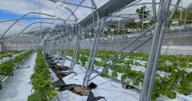 Le troisième paiement du Fonds de secours pour l’Outre-mer a été versé aux agriculteurs touchés par le cyclone Garance