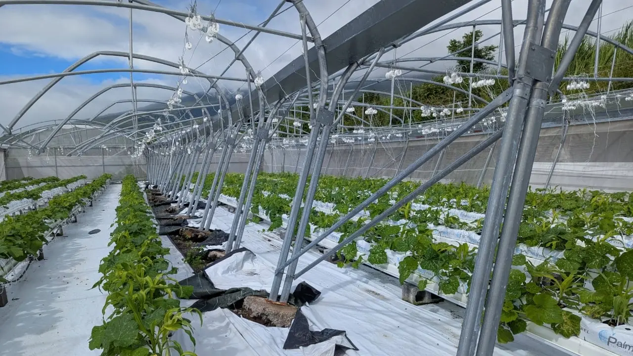 Le troisième paiement du Fonds de secours pour l’Outre-mer a été versé aux agriculteurs touchés par le cyclone Garance
