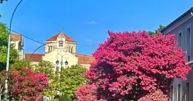 📷 #LeParcEnPics décerne le prix de la plus belle rue du quartier un 16 août, à l’avenue de Vintimille 🏆🌺🌺🌺🌺🌺🌺🌺🌺🌺🌺🌺