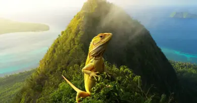 Le lézard jaune de Moorea : mythe fondateur et identité d’une île