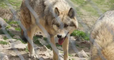 Les 5 parcs animaliers à visiter cet été, en Lozère