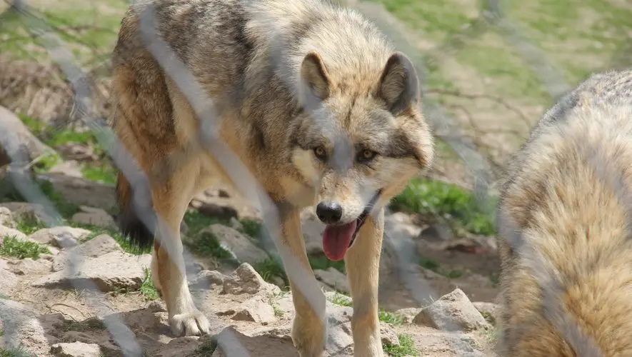 Les 5 parcs animaliers à visiter cet été, en Lozère