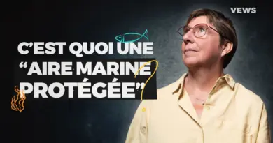 Les aires marines protégées le sont-elles vraiment ? - RTBF Actus
