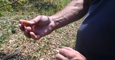 Les arboriculteurs de la vallée du Tarn dévastés par un orage de grêle d’une violence inédite