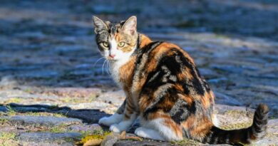 Les chats sauvages font des ravages sur cette petite île française