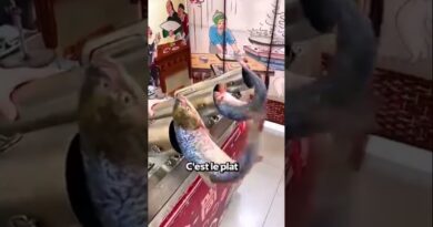 Les chinois mange des œufs de poisson fécondé . Mais pourquoi ?#poisson #fécondé #œufs