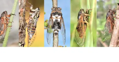 Les cigales, des insectes faussement familiers