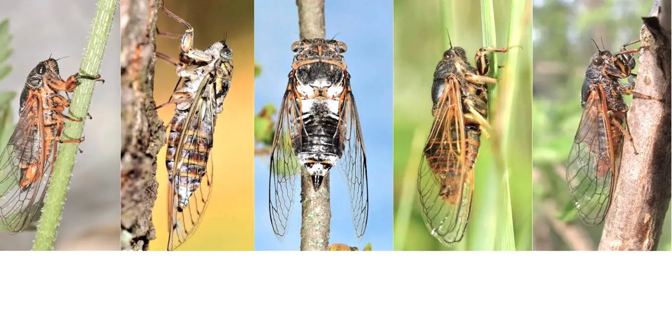 Les cigales, des insectes faussement familiers