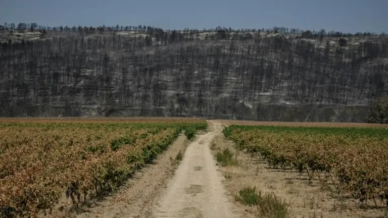 BFM CLIMAT