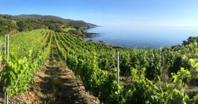 Les cuvées autochtones, trésor viticole de la Corse