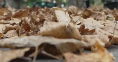 "Les feuilles mortes, ça a commencé il y a deux semaines" : platanes, tilleuls et marronniers déjà victimes de la sécheresse