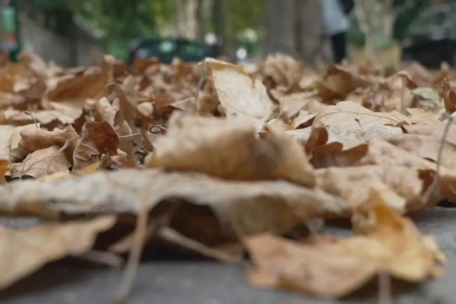 "Les feuilles mortes, ça a commencé il y a deux semaines" : platanes, tilleuls et marronniers déjà victimes de la sécheresse