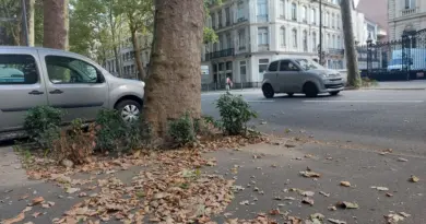 "Les feuilles tombent plus tôt que d'habitude" : dans nos villes, c'est l'automne en été, pourquoi un tel phénomène ?