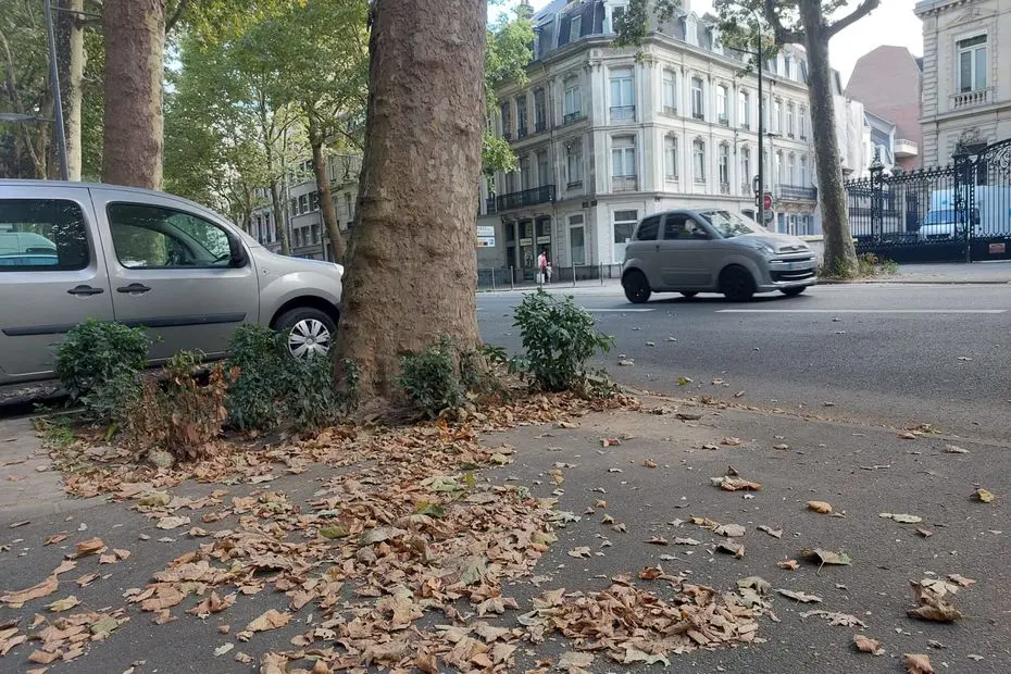 "Les feuilles tombent plus tôt que d'habitude" : dans nos villes, c'est l'automne en été, pourquoi un tel phénomène ?
