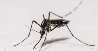 Les moustiques gagnent du terrain en Europe et avec eux les virus se propagent