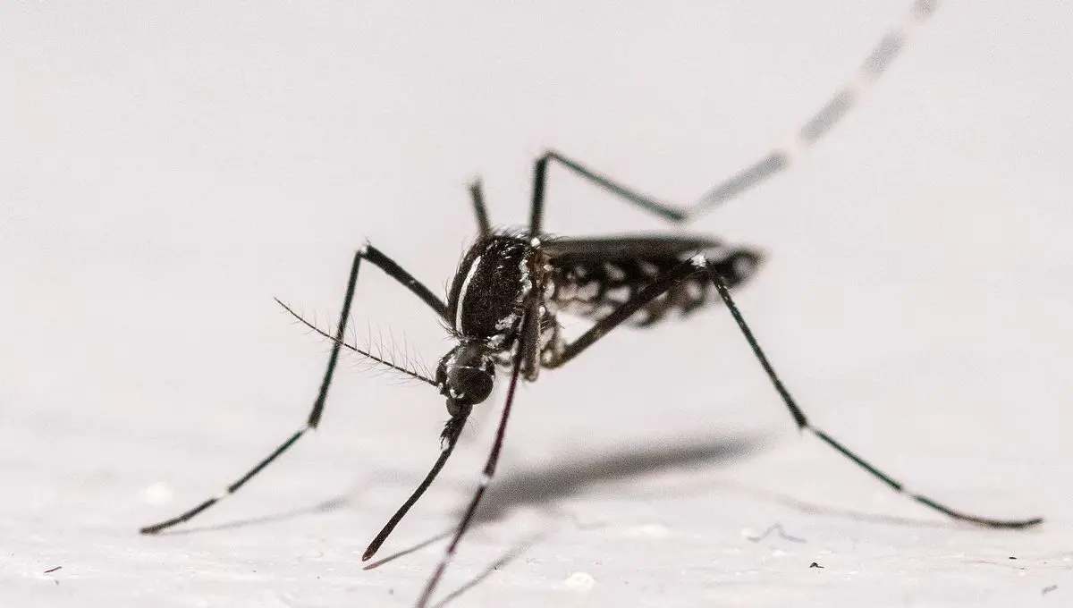 Les moustiques gagnent du terrain en Europe et avec eux les virus se propagent