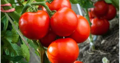 Les nouvelles tomates de Bayer luttent contre les mutations du virus ToBRFV - Agriculture, alimentation, santé publique... soyons rationnels