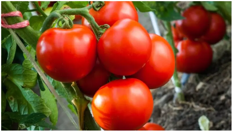 Les nouvelles tomates de Bayer luttent contre les mutations du virus ToBRFV - Agriculture, alimentation, santé publique... soyons rationnels