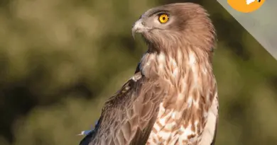 Les oiseaux du Gard : connaissez-vous le circapouette jambon blanc, ou plutôt le circaète Jean-le-Blanc ?