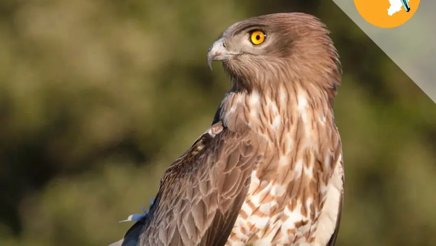 Les oiseaux du Gard : connaissez-vous le circapouette jambon blanc, ou plutôt le circaète Jean-le-Blanc ?