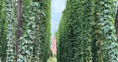 Les producteurs de houblon s'organisent face au changement climatique - ici