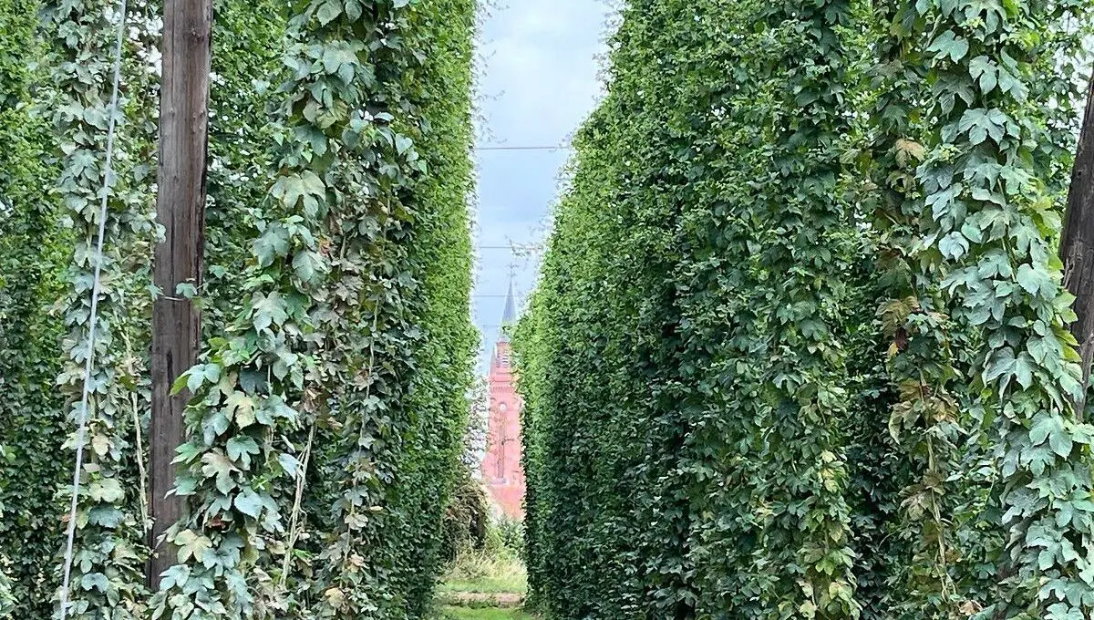 Les producteurs de houblon s'organisent face au changement climatique - ici