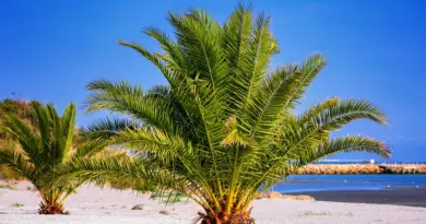 Polynésie française, Tahiti, Bora Bora, lagoon, beach, palm, coral, overwater, island