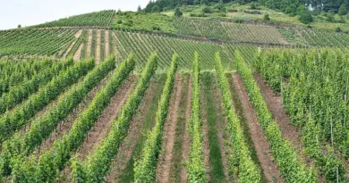 Occitanie, Toulouse, Montpellier, landscape, sea, mountain, vineyard, canal