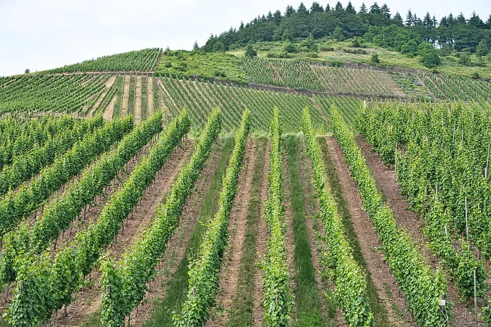 Occitanie, Toulouse, Montpellier, landscape, sea, mountain, vineyard, canal