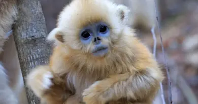 Les singes dorés de Beauval sont capables de pousser des cris sans même ouvrir la bouche. Comment font-ils ? - ici