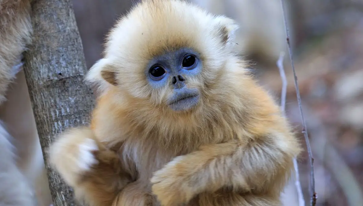 Les singes dorés de Beauval sont capables de pousser des cris sans même ouvrir la bouche. Comment font-ils ? - ici