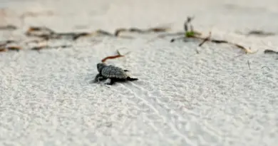 🐢 Les tortillons sont les dernières traces d’une naissance exceptionnelle