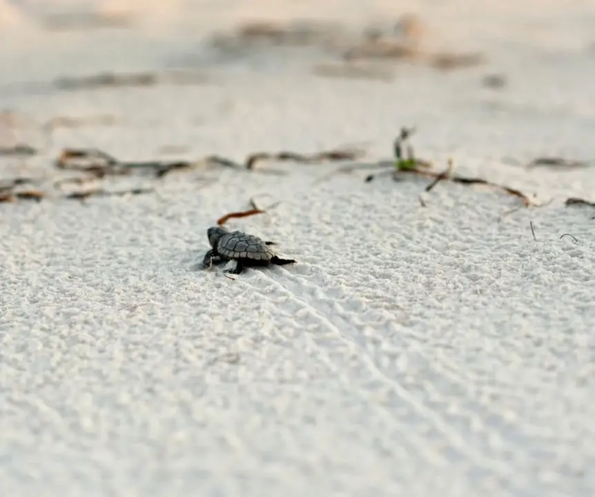 🐢 Les tortillons sont les dernières traces d’une naissance exceptionnelle