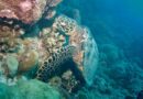 Les tortues marines face aux menaces