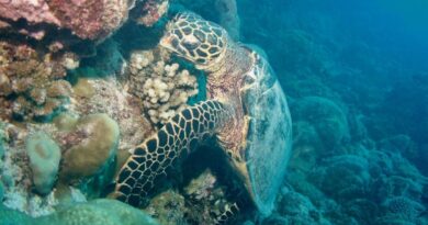 Les tortues marines face aux menaces