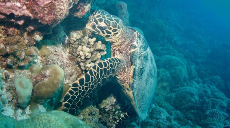 Les tortues marines face aux menaces