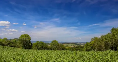 Centre-Val de Loire, Orléans, Tours, Loire river, castle, vineyard, forest, landscape