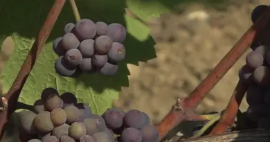 Les vendanges ont débuté à Reuilly, une précocité jamais vue depuis 2003