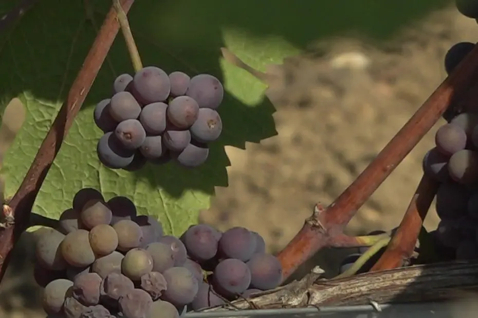 Les vendanges ont débuté à Reuilly, une précocité jamais vue depuis 2003