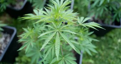 Leur savonnerie artisanale cachait une plantation de cannabis, un couple condamné dans le Nord