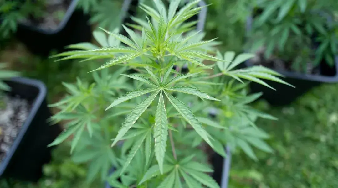 Leur savonnerie artisanale cachait une plantation de cannabis, un couple condamné dans le Nord