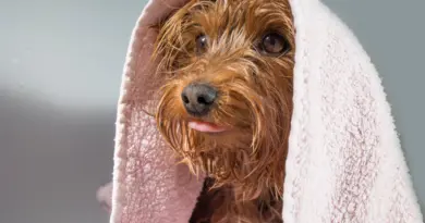 L’hygiène avec un chien à la maison