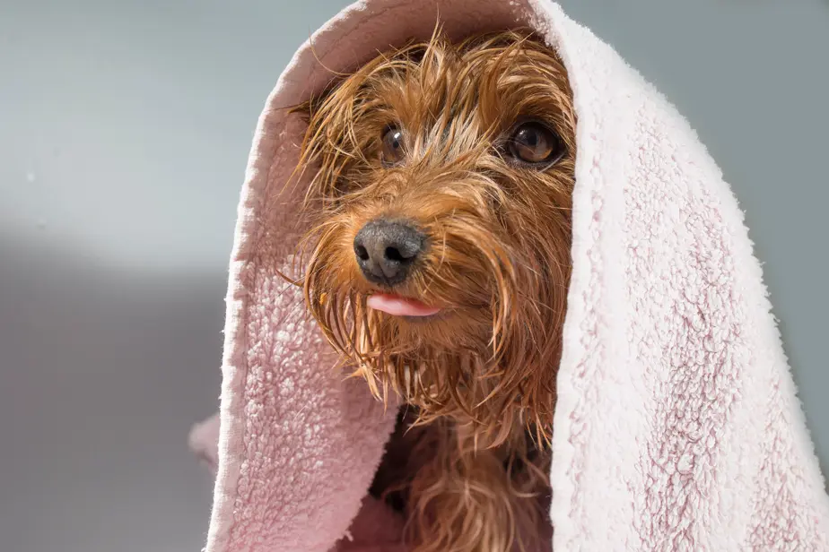 L’hygiène avec un chien à la maison