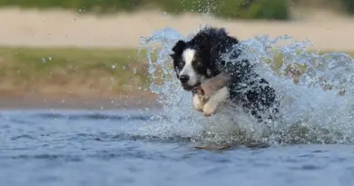 "L'idée était géniale !" pourtant la piscine de Janzé n'ouvrira pas ses portes aux chiens